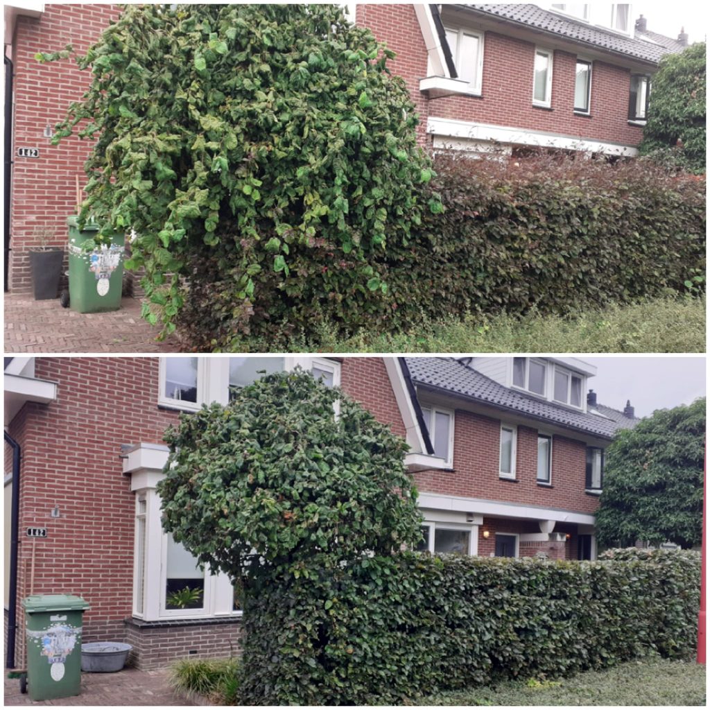 voorbeeld haag gesnoeid resultaat barneveld